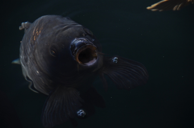 fish, lake mead marina